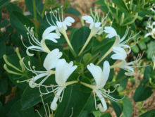 罗田金银花