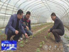 大河岸镇磙石坳村：大力发展蔬菜种植 拓宽群众 增收渠道