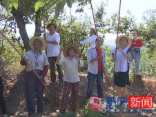 罗田天堂和美第二届打栗子节成功举办