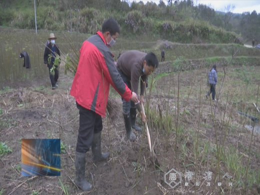 大河岸镇腾家冲村:香椿采摘季 电商来助销